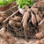 Clumps of dahlia tubers ready for spring planting, showing how each clump features tubers, a stem and multiple sprouts.