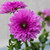 The violet-pink flowers of dahlia Blue Boy, highlighting the slightly shaggy petals and dark center that give this decorative dahlia its unique charm.