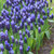 A large planting of grape hyacinths in a spring garden, featuring the two-tone blue flowers of Muscari latifolium.