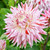 Dinnerplate dahlia Avignon, showing a single cranberry red and white striped cactus-style blossom with quilled petals.