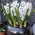 White hyacinth Aiolos blooming in a decorative black pot.