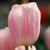 Single flower of Darwin hybrid tulip Apricot Delight showing mature blossom with pale pink and white petals.