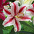 Oriental lily Dizzy, showing this variety's distinctive markings that feature white petals, each with a raspberry-red stripe down the center.