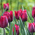 A group of Ronaldo Triumph tulips in a spring garden showing this variety's striking burgundy red and blue-black flowers in morning light.