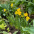 Baby Boomer daffodils in a spring garden setting, showing the miniature, bright yellow flowers and grassy foliage of this Cyclamineus narcissus.