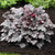 Heuchera Plum Pudding