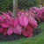 The brilliant, hot pink foliage of shade loving caladium Fannie Munson growing in a shady landscape.