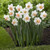 One dozen Pink Pride daffodils flowering in a garden setting, showing this narcissus variety's large blossoms with white petals and coral pink cups.