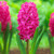 Side view of the hot pink flowers of Hyacinth orientalis Jan Bos blooming in a garden.
