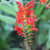 The red flowers of crocosmia Lucifer, which bloom in midsummer and are highly attractive to hummingbirds.