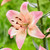 Asiatic lily Rosella's Dream, showing the flower's creamy white and soft pink petals.