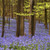 A spring forest carpeted with the blue flowers of scilla hyacinthoides.