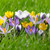 An assortment of early-blooming species crocus, featuring flower colors that include purple, yellow and white.