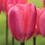 Single Darwin hybrid tulip Cosmopolitan showing bright pink flower petals with lavender blush.