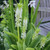 The white flowers of eucomis autumnalis, a pineapple lily suitable for growing in gardens or in a container.