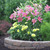 The pale yellow, low-growing border dahlia Serenade blooming in a decorative flower bed along with pink Oriental lilies.