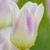 Side view of lily-flowering tulip Elegant Lady showing one blossom with a yellow base, creamy white petals and lilac-pink markings.