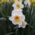 Narcissus Barrett Browning in a naturalized garden setting featuring several daffodil blossoms with white petals and small, frilly, bright orange cups.