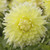 A single blossom of dinnerplate dahlia Kelvin Floodlight, showing this flower's large size and frilly, pale yellow petals.