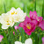 The flowers of two varieties of fragrant double freesias, in the colors white and rose pink.