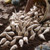 Freesia bulbs pouring out of a rustic basket, ready for planting in spring or fall.