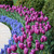 A mass planting of tulips and muscari around a patio seating area, featuring the dramatic deep purple flowers of Triumph tulip Purple Flag and cobalt blue Muscari armeniacum.