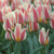 A large planting of the pink and white flowers of early blooming Greigii tulip Quebec.