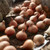 Two dozen large, glossy brown tulip bulbs attractively side lit and accessorized with a garden trowel, ready for fall planting.