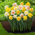 Assorted double daffodils in a garden setting, showing four different varieties of these spring-blooming narcissus with petal colors that include white, cream, yellow and orange.