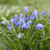 A clump of naturalized blue scilla siberica blooming in a lawn.