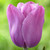 One blossom of the single late tulip Violet Beauty, seen from the side and showing its lavender-pink petals.