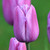 Tulip Single Late Violet Beauty