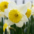 A single blossom of the large-cupped daffodil Ice Follies, highlighting this early-blooming variety's large white petals and broad, lemon-yellow cup.