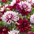 A large group of decorative dahlia flowers, featuring the variety Rebecca's World, whose bicolor blossoms display various combinations  of white and burgundy-red.