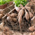 Multiple clumps of dahlia tubers in a rustic wooden crate, showing how each tuber clump has a stem, neck and sprouts.