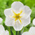 A single blossom of daffodil Lemon Beauty, showing how the split-cup flower has white petals and a frilly, yellow and white cup at the center.