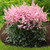 Astilbe Arendsii Country and Western