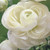 A single, pure white blossom of ranunculus Tomer White, highlighting the flower's many petals and perfect form.
