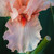 Close up of bearded iris October Splendor, showing the flower's peach-pink petals and brilliant orange beards.