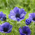 The flowers of single De Caen anemone Mr Fokker, displaying royal blue petals and a blue-black center.