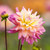 Dahlia Bahama Mama, showing a side view of one 6" flower, which is dusky pink at the tips and buttery yellow and cream in the center.