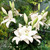 Asiatic lily Kent growing in a summer flower garden, showing this variety's large, upward-facing, pure white flowers.