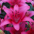 Pink County is a hot pink Asiatic lily with upward-facing flowers on sturdy stems.