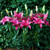 A large group of Pink County Asiatic lilies in a garden setting, showing many buds and vibrant, hot pink flowers.