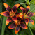 The dramatic flowers of Asiatic Lily Forever Susan, showing the blossom's bright orange petals with a dark, burgundy and maroon eye.