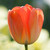 Close up of Darwin hybrid tulip Daydream showing a single flower with yellow and orange petals.