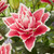 Lily Double Oriental Roselily Samantha