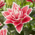 Double Oriental roselily Samantha, showing one lush lily blossom with rose-pink petals that are outlined in white.