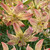Multiple flowers of Corsage, an Asiatic lily with pale yellow and soft pink petals that curl away from the center of the blossom.