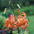 A single stem of Lilium lancifolium, commonly known as the tiger lily, featuring with a cluster of bright orange blossoms that have recurved petals decorated with black freckles.